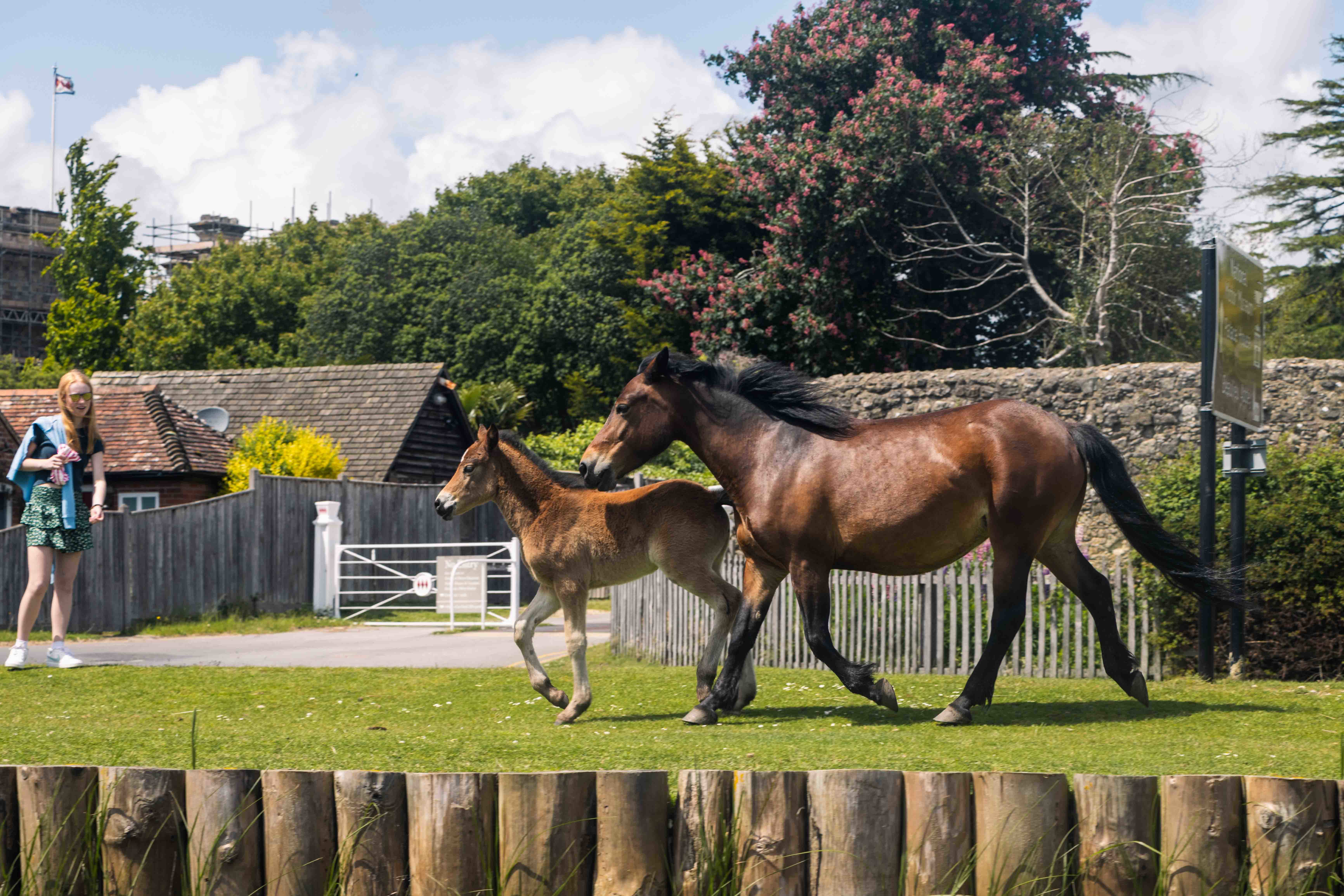 Wildlife Watching in the New Forest